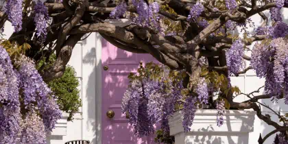 Wisteria tree outside home in London