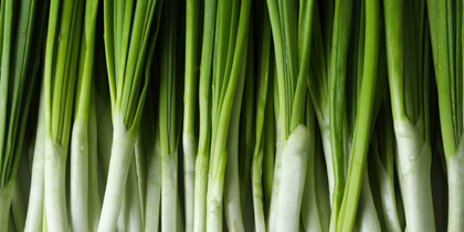 A bundle of green onions