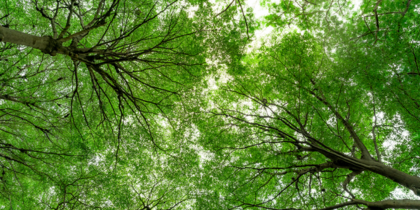 Bottom view of tree trunk to green leaves of tree in forest