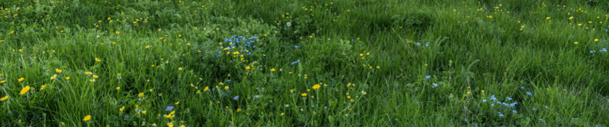 Spring flowers in green meadow