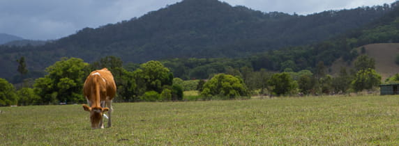 Guernsey Cattle by Vinai Suwanidcharoen