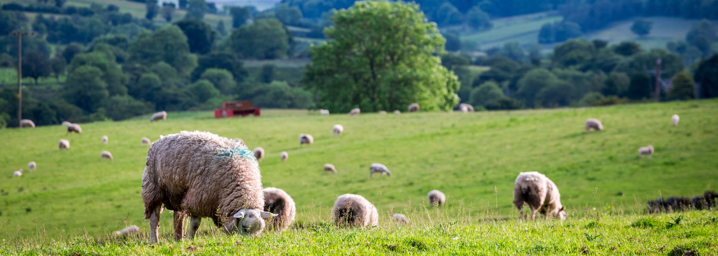 Sale of Pastureland Farms, Land, and Estates Carter Jonas