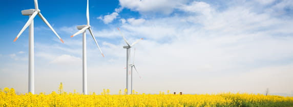 rapeseed field with wind turbines against a blue sky