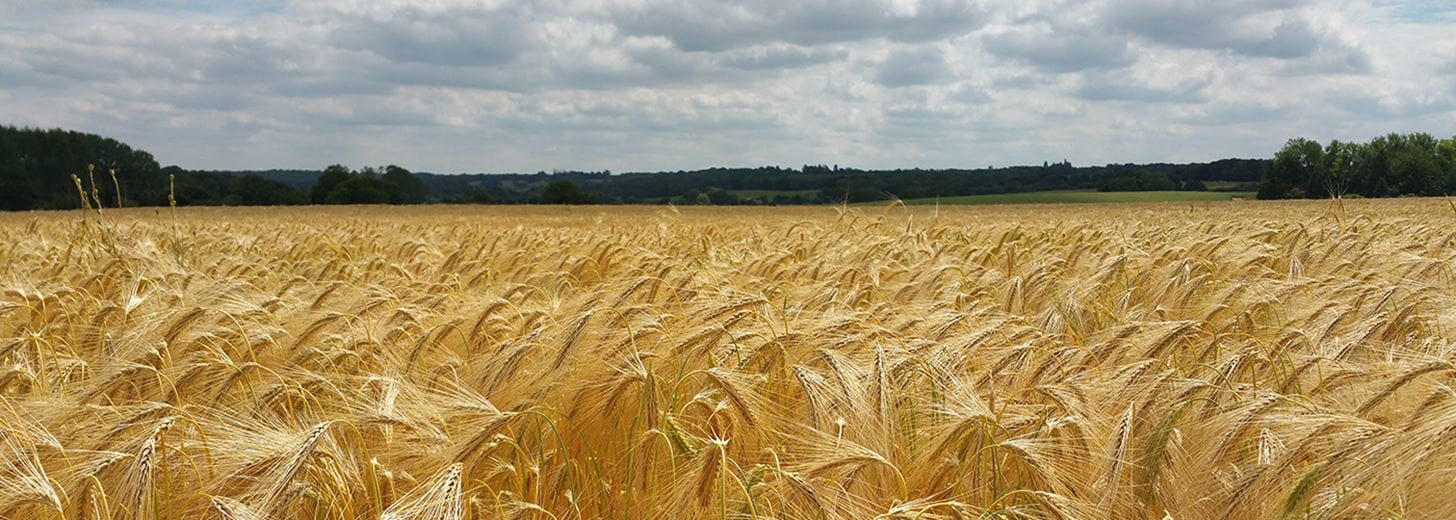a guide to selling your farm header image field of wheat