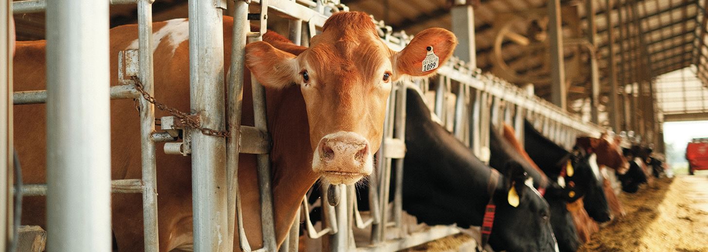 Cows on a farm