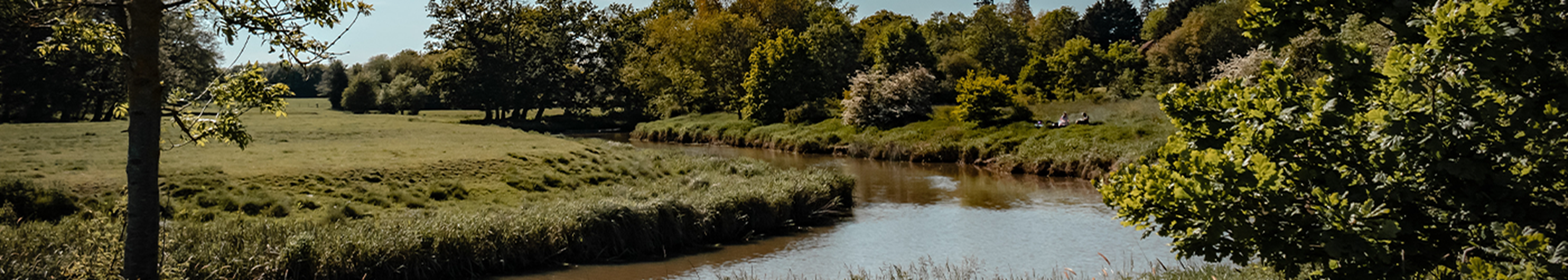 A small river alongside trees and tall grass