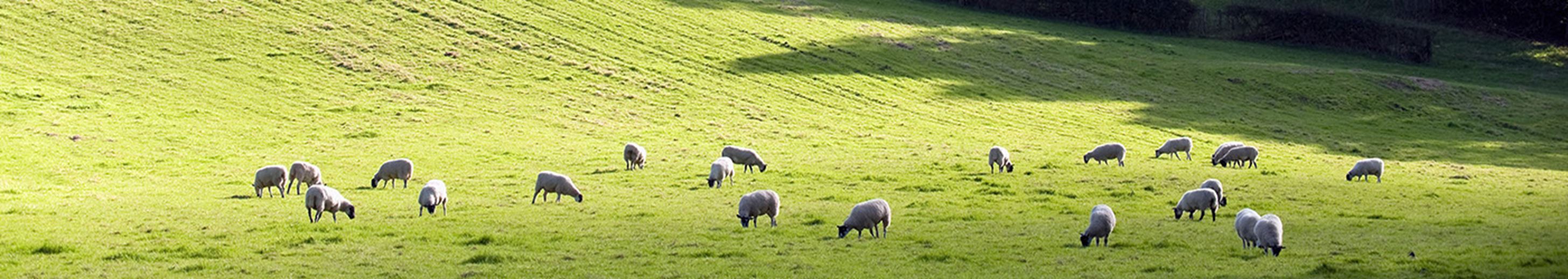 Roadmap to Sustainable farming Rural Carter Jonas