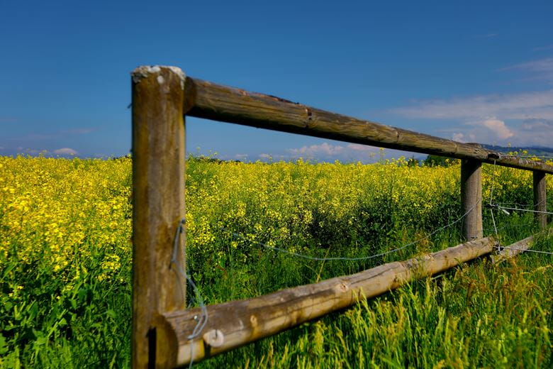 Brown wooden fence in front of a field of yellow flowers