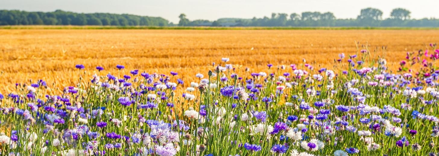 Colorful field margin on the edge of a newly harvested wheat field to signify biodiversity