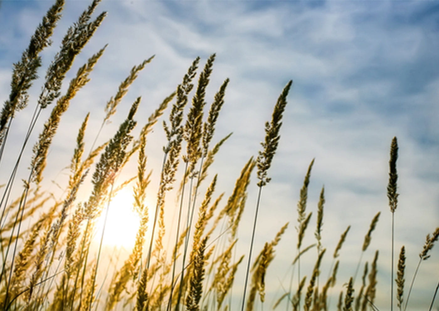 Farmland Values Stabilise in Q2 2017