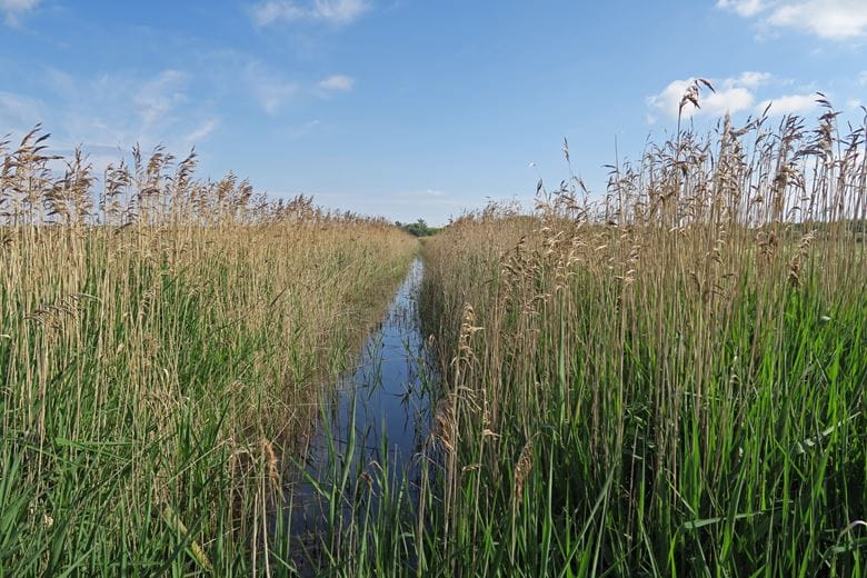 Close up of wetland with reeds and a sunny sky