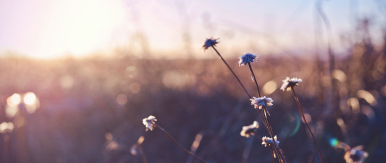 Biodiversity net gain: a new statutory planning condition under the Environment Act 2021