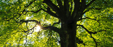 Making Natural Capital pay