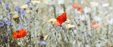 Natural Capital: A New Asset Class