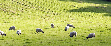 Roadmap to Sustainable farming: Carter Jonas advises businesses to prepare now for a new policy era