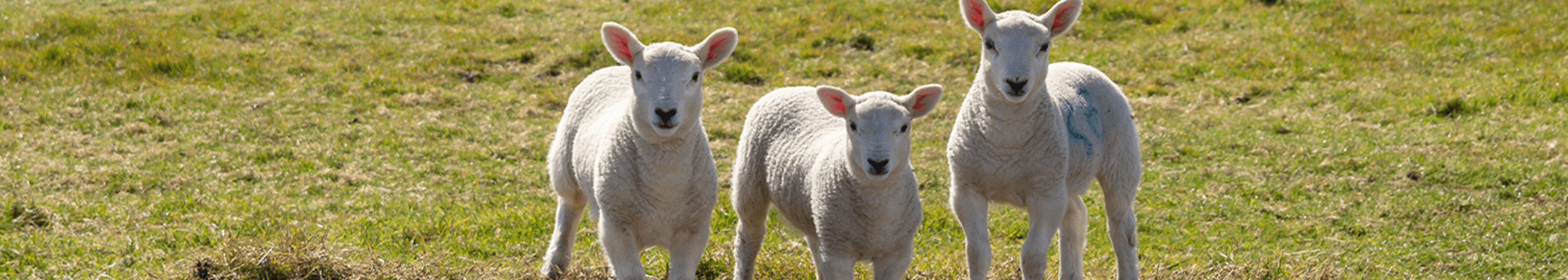 Three lambs standing besides each other
