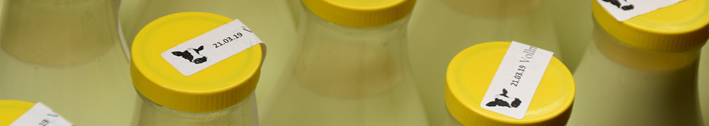 Bottles of milk with a yellow cap