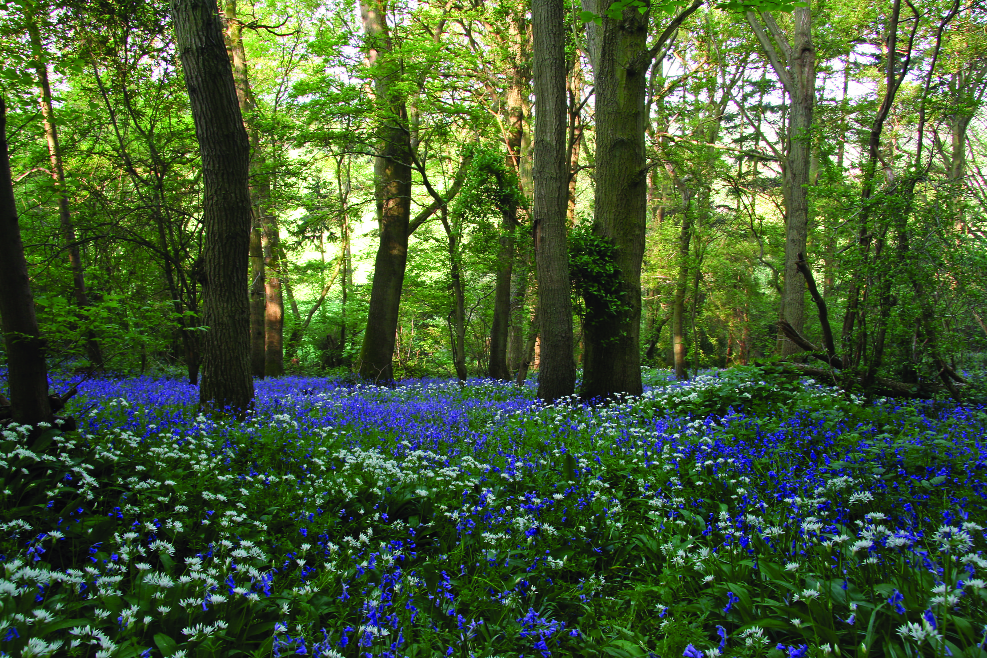 How can rural landowners benefit from local housing development through biodiversity net gain?