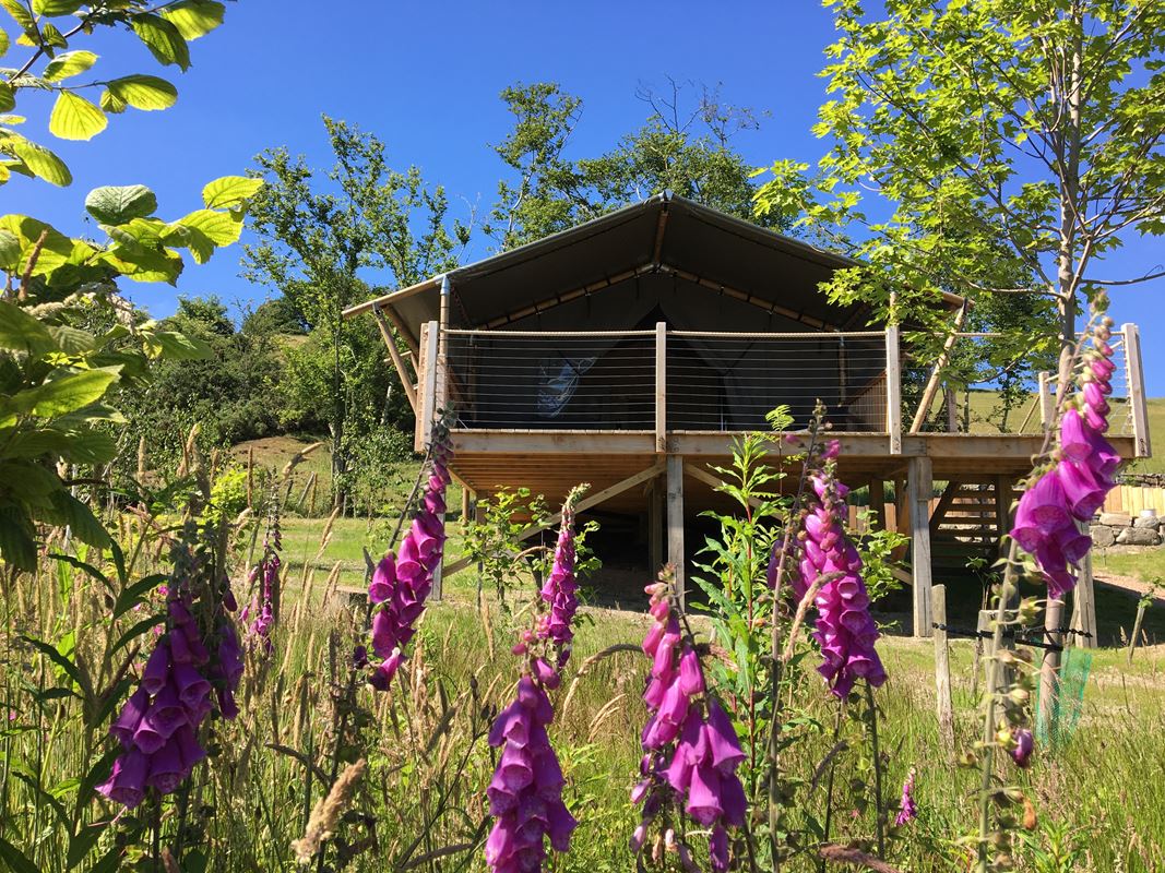 2.3 acres , Llangyniew SY21 - Available