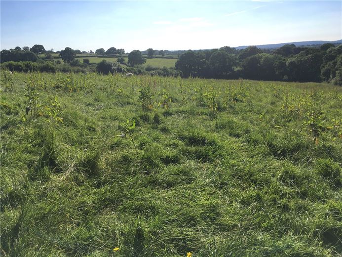 4.3 acres Land, Sedgehill, Shaftesbury SP7 - Sold