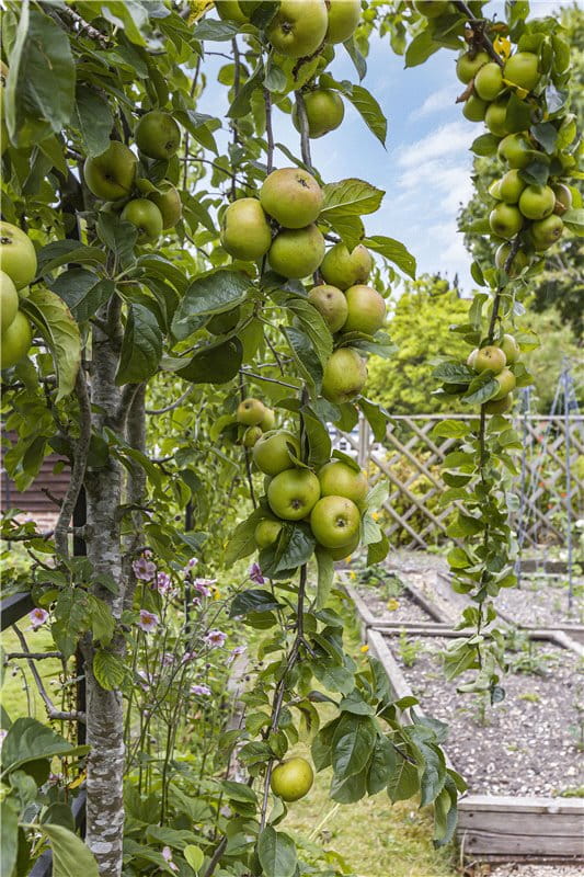 4 bedroom house, The Causeway, Steventon OX13 - Sold