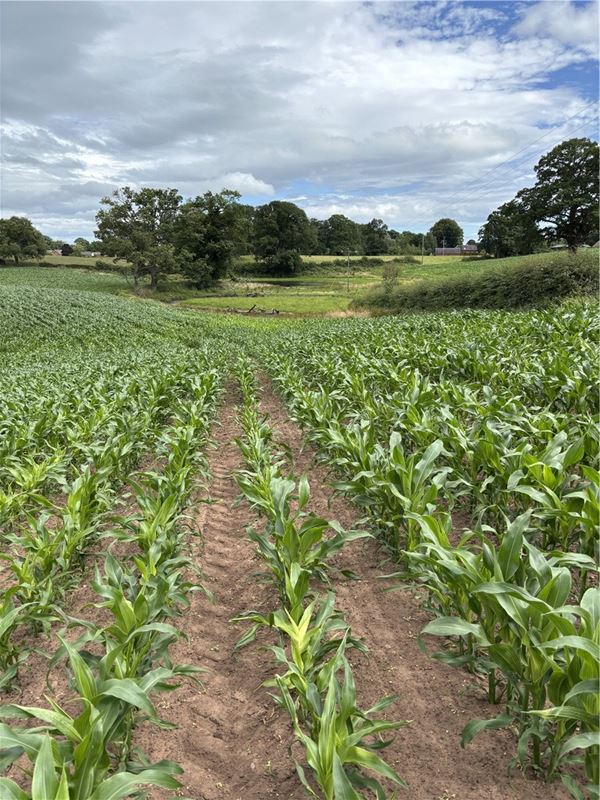  bedroom , Outlying Portions of the Iscoyd Estate - Lot 2, Whitchurch SY13 - Available