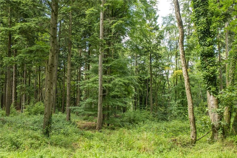 227 acres House, Buckland St. Mary, Chard TA20 - Available