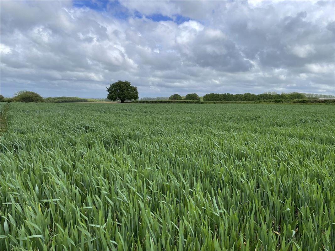 6 acres Land, Land At Seavington St. Michael, Somerset TA13 - Sold