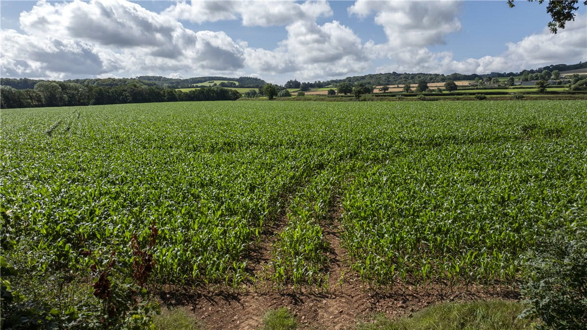 19.3 acres Land, Land At Spaxton, Bridgwater TA5 - Sold