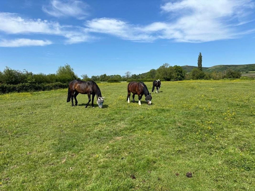 5.9 acres Land, Lot 2: Land At Compton Bishop Farm, Axbridge BS26 - Sold STC