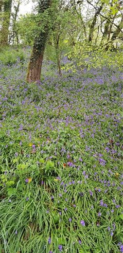 4 bedroom house, Cookbury Court, Cookbury EX22 - Available