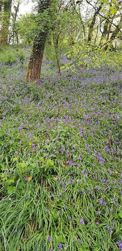 4 bedroom house, Cookbury Court, Cookbury EX22 - Available