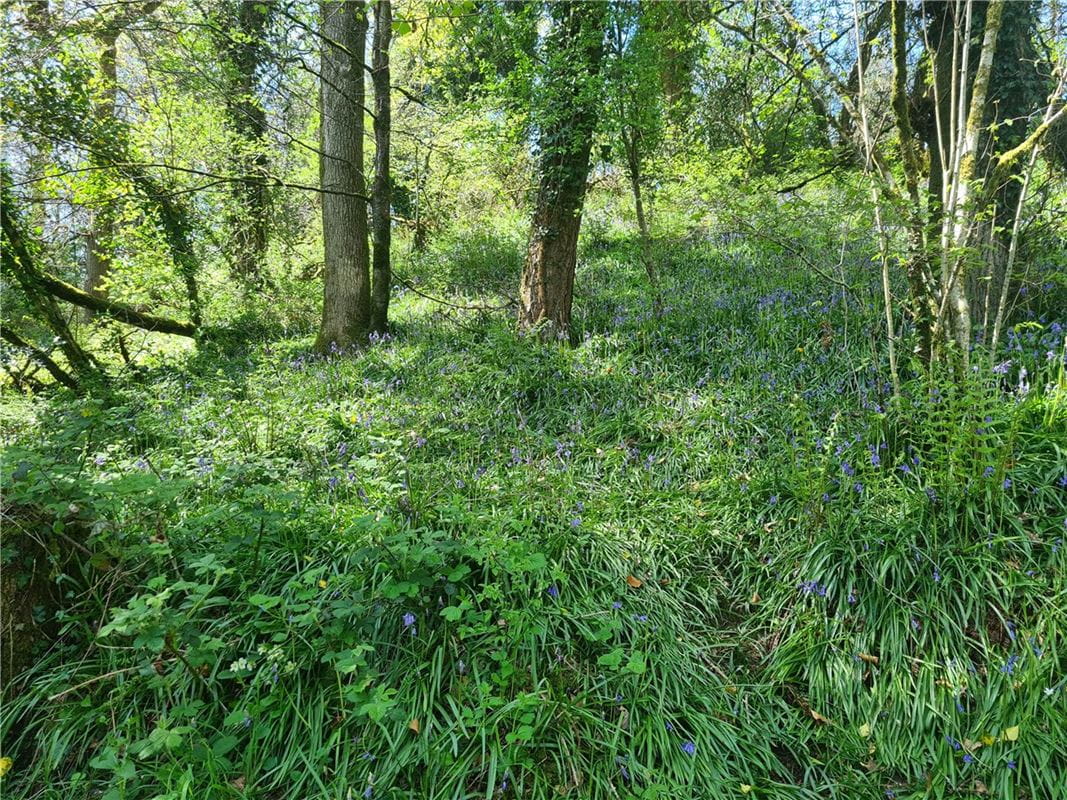 4 bedroom house, Cookbury Court, Cookbury EX22 - Available