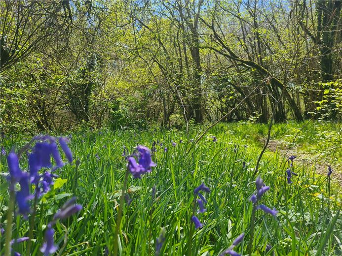 4 bedroom house, Cookbury Court, Cookbury EX22 - Available