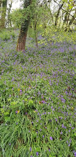 4 bedroom house, Cookbury, Holsworthy EX22 - Available