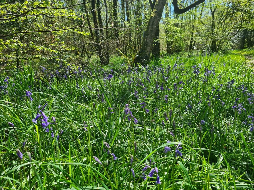 4 bedroom house, Cookbury, Holsworthy EX22 - Available