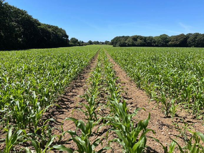 240 acres Land, Praze, Camborne TR14 - Sold