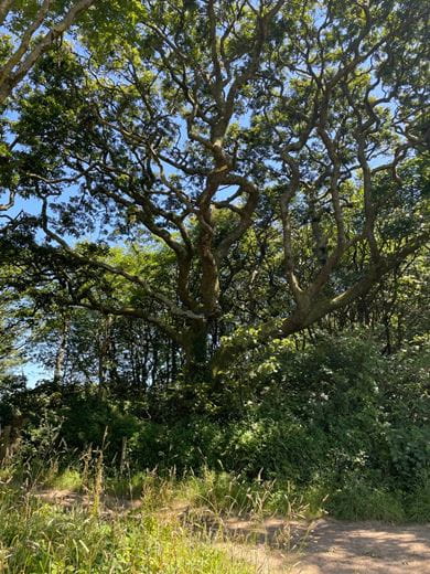 240 acres Land, Praze, Camborne TR14 - Sold