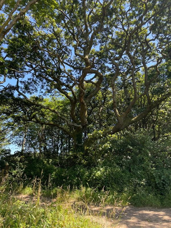 240 acres Land, Praze, Camborne TR14 - Sold