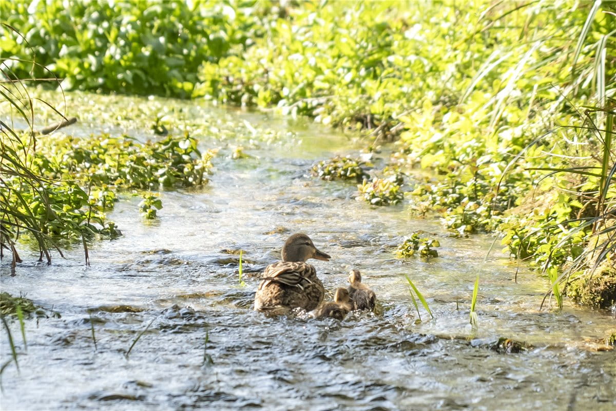 4 bedroom house, Farley Street, Nether Wallop SO20 - Available