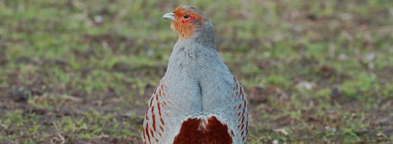 Grey Partridge